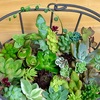 多肉植物のカット苗で寄せ植えを作りました(*^ω^*)