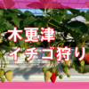 木更津でいちご狩りができる農園”Be My Berry”が素敵だった【ビーマイベリー】