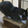 喜びの爪とぎ