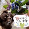 満月ポン