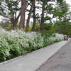 京都御苑の枝垂れ桜（１７）