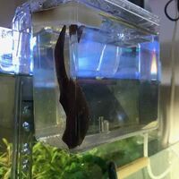 スドー サテライトスリムsでメダカの稚魚を飼育3 ほぼゼロから始めるdiy日記 スドー サテライトスリムsでメダカの稚魚を飼育3 ほぼゼロから始めるdiy日記