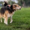 犬の散歩条例制定へ　リード、口輪を義務付け　違反者に最高4,000ルーブルの罰金
