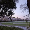 菫青桜春