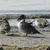 船橋海浜公園の海鳥たち