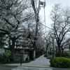 (巻四十)天体や桜の瘤に咲くさくら(柿本多映)