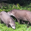 2020/06/30 上野動物園