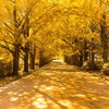 天理市イチョウ並木の紅葉2025：見頃や色づき状況、混雑回避のテクニック！