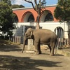 よこはま動物園ズーラシアに行ってきました。