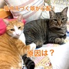 猫のえづく咳が心配！原因は？ノミアレルギーを治したかもしれない方法