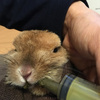 うさぎ　子宮内膜炎