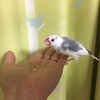 今日は文鳥の日。僕と文鳥との出会い。