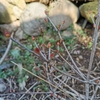 寒い冬を越えて植物たちの状況🌱