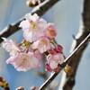 不忍池のほとりにある若い河津桜が開花していましたよ。