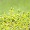 オールドレンズ Super Takumar 200mm F4で公園を撮ってきた