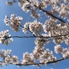 桜のお花見　ｉｎ　宮代町