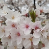 桜♪
