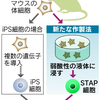 ＳＴＡＰ細胞=刺激惹起による万能細胞のこと