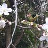 桜時