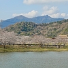筑波山麓の桜の名所「北条大池」