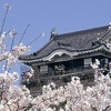 岡崎公園  桜祭り(露店を楽しむ)