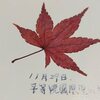 平等院のもみじ持って帰る
