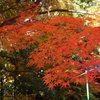  犬山寂光院の紅葉