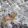 東ヌプカウシ山へ②（8月12日）