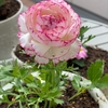 花が咲いてます。ピンク色ばかり