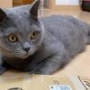 俺っちカメラマン　江戸っ子編10(コテツ　猫 1歳)