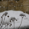 春の雪・・・