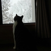 雪見猫。