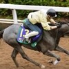 競馬無双で競馬予想！【スプリンターズステークス追い切り調教】 ブランボヌール　脚取り軽快「間違いなく前走よりもいいデキ」 「競馬レース結果ハイライト」2016年≪競馬場の達人,競馬予想≫競馬調教 競馬追い切り調教JRA-VAN対応競馬ソフト