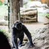 開園直後の動物園は動物たちも活発で写真の撮りがいがあった