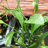 水生植物(水草)とビオトープ