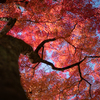 青空を紅く染めるイロハモミジ：森林研究所
