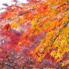 紅葉の新宿御苑、失敗の巻