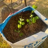 【スナップエンドウを土の袋に植え付け】