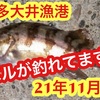 【愛知県釣り】南知多！大井漁港！21年11月