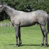 【ノルマンディー】2025年度募集馬評価⑪ジュリーハーツの24