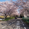 桜の名勝伏見川