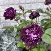 ＊花盛りのバラ リナルド＆葉焼けしたホスタ