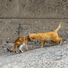 隣県西部離島のねこさん