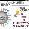 インフル万能ワクチン開発に期待　