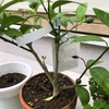 レモンの木に新たな花？！