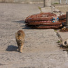 飼い猫と野良猫