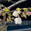 大島桜開花