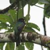 ヒメキヌバネドリ(Violaceous Trogon)