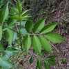 Sambucus racemosa subsp. sieboldiana　ニワトコ