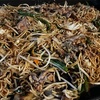9月30日（月）屋上にて焼きそば、ワインの夕べ